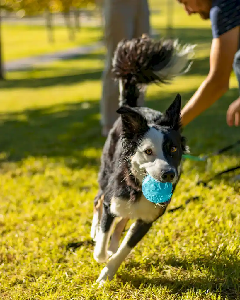 Treino Canino com Bentley