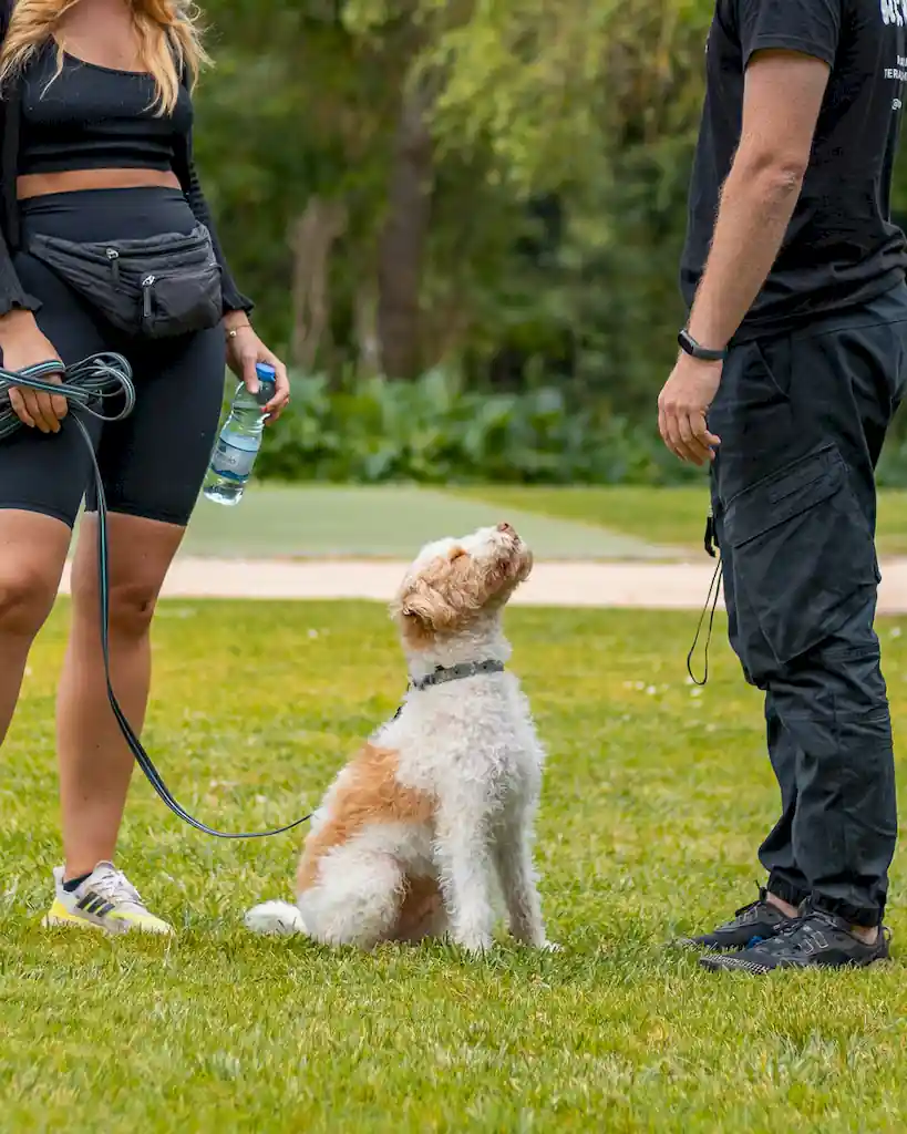 Dog training with Chili