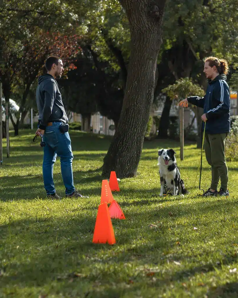 Adestramento canino com Lotus