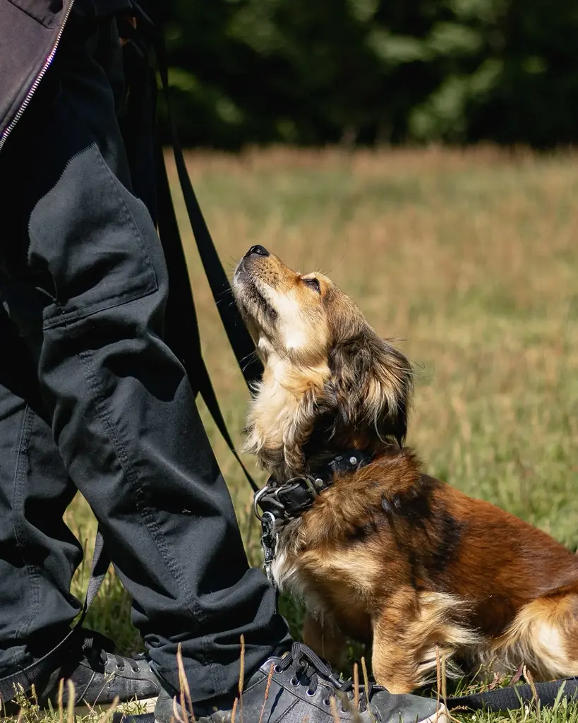 Dog training with Chili