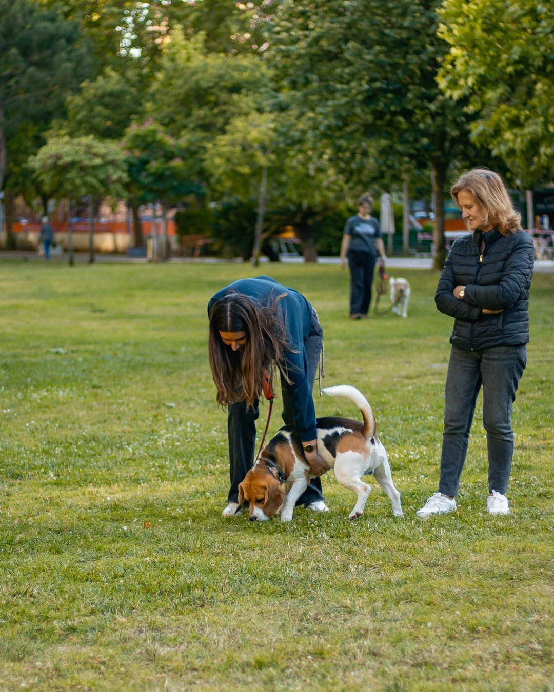 Treino canino de Beagle em Algés