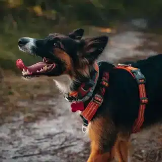 4b49e965-d4c1-4c6e-b77b-6cb8f4e28659_tricolordogs-1652428622-2837099377621844984-46615804838 Treino Canino - Border Collie