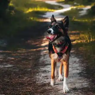 bed0bded-7e95-4a1c-b9b2-e79b42f975ff_tricolordogs-1651399232-2828464221914716316-46615804838 Treino Canino - Border Collie