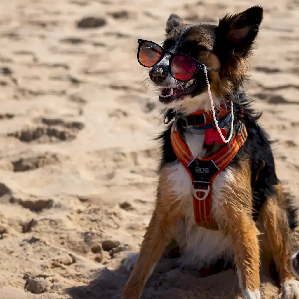 Acessórios de treino para cães