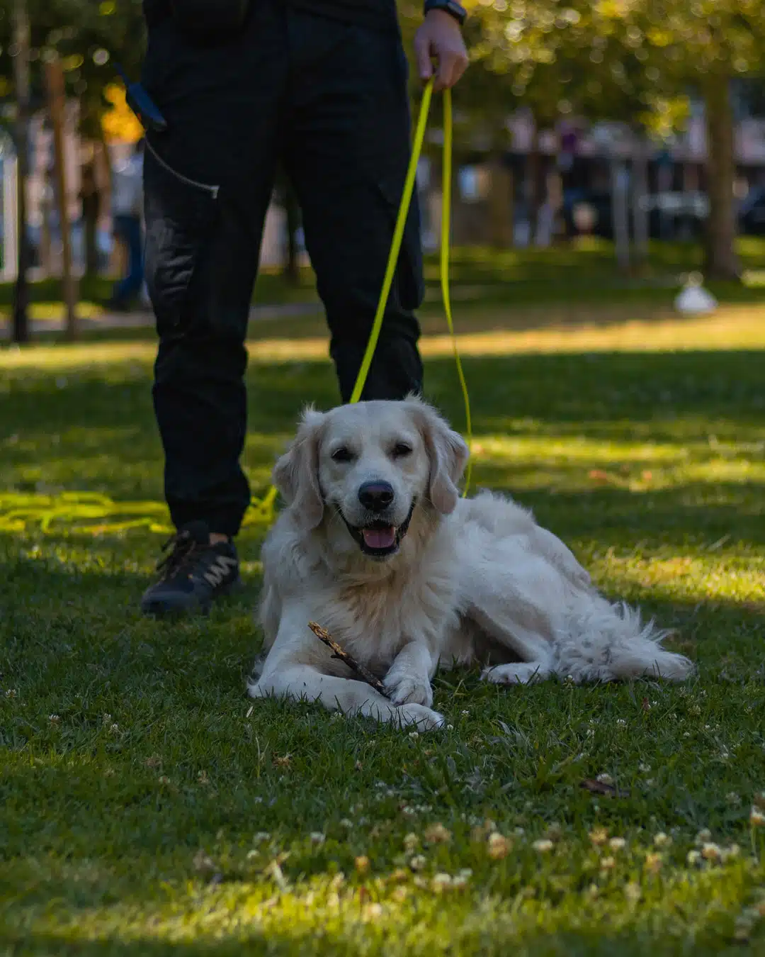 treino canino de Golden Retriever em Algés