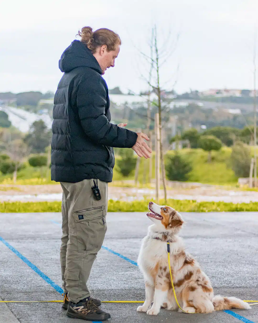 Educação canina Pastor Australiano Almada